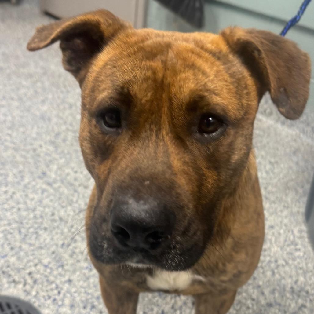 Enlarge Roman, a Adoptable American Staffordshire Terrier in Greenville, SC image 5/6