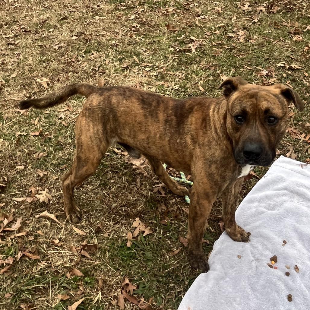 Enlarge Roman, a Adoptable American Staffordshire Terrier in Greenville, SC image 6/6