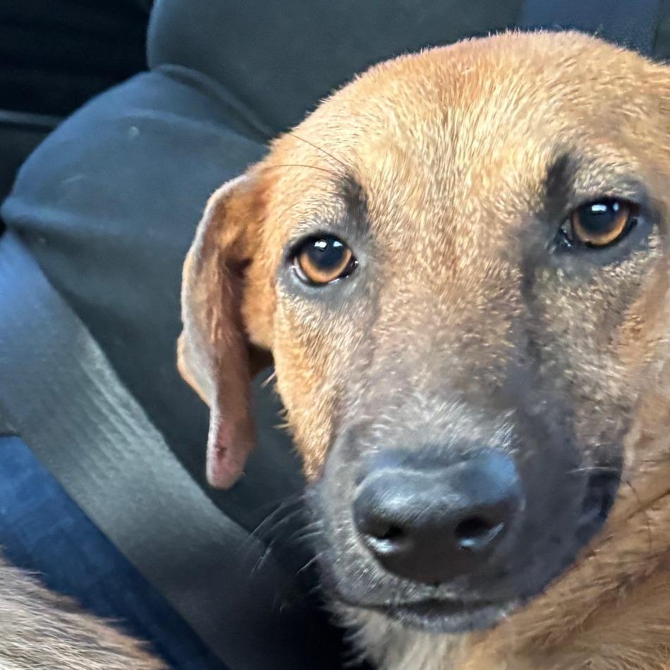 Enlarge Guarionex, a Adoptable mixed breed in Guaynabo, PR image 2/4
