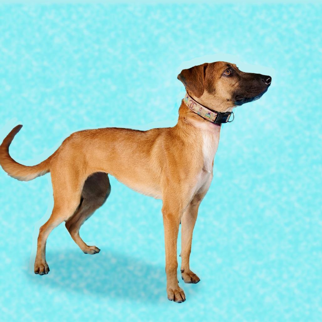 Enlarge Guarionex, a Adoptable mixed breed in Guaynabo, PR image 4/4