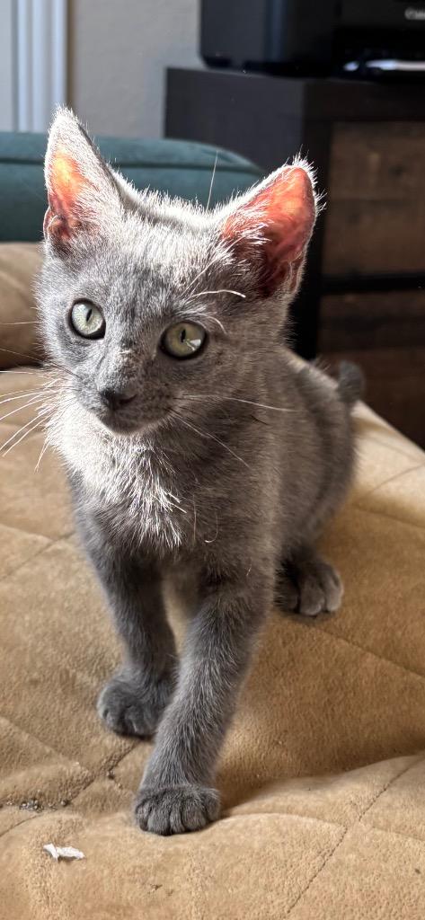 Greyson, Adoptable, Kitten Male Domestic Short Hair.
