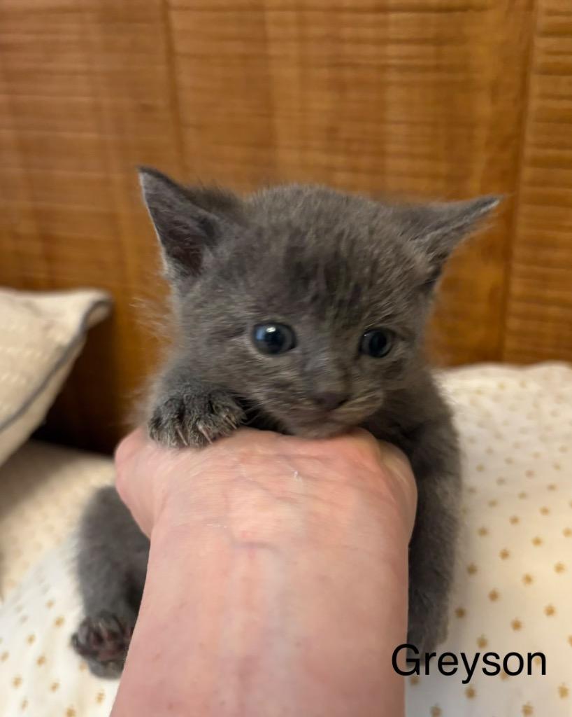 Enlarge Greyson, a Adoptable mixed breed in Spring, TX image 2/2