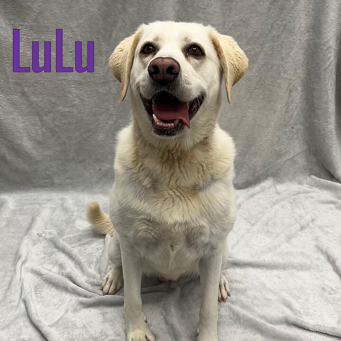 Lulu, ADOPTABLE, Adult Female Labrador Retriever.