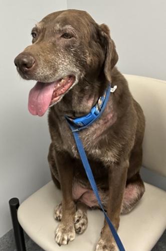 Enlarge Izzy 11, a ADOPTABLE Chocolate Labrador Retriever in Killingworth, CT image 1/5