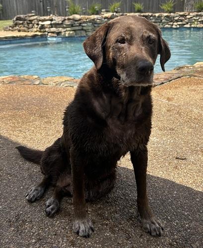 Enlarge Izzy 11, a ADOPTABLE Chocolate Labrador Retriever in Killingworth, CT image 3/5