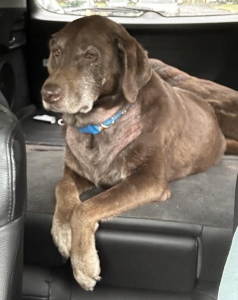 Enlarge Izzy 11, a ADOPTABLE Chocolate Labrador Retriever in Killingworth, CT image 4/5