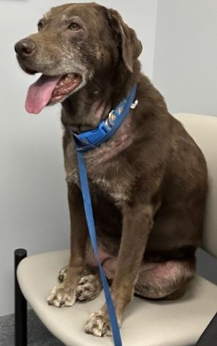 Enlarge Izzy 11, a ADOPTABLE Chocolate Labrador Retriever in Killingworth, CT image 2/5