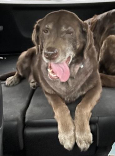 Enlarge Izzy 11, a ADOPTABLE Chocolate Labrador Retriever in Killingworth, CT image 4/6