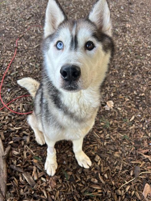 MOMO, Adoptable, Adult Male Husky.