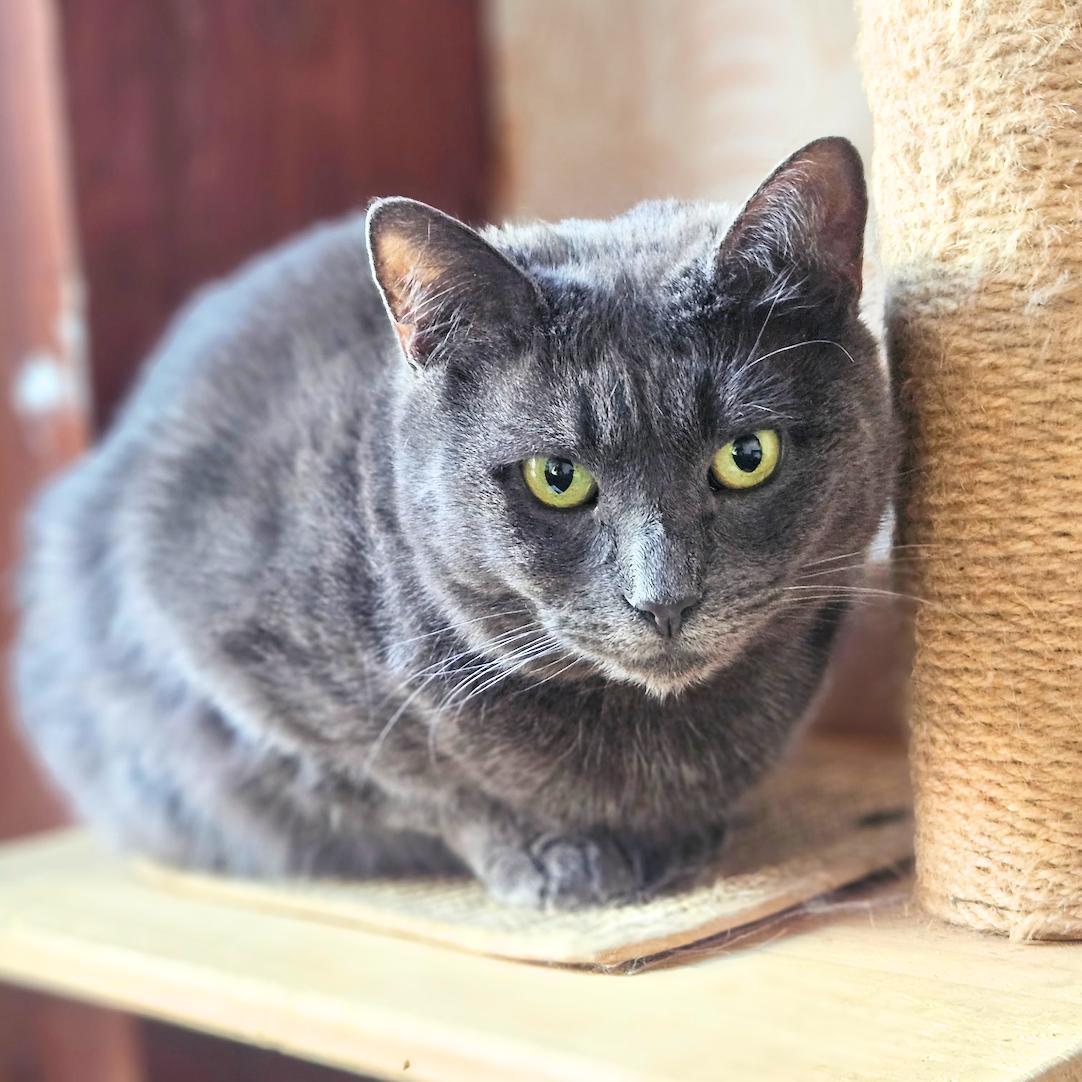 Enlarge Shiloh, a Adoptable Domestic Short Hair in Brooklyn, NY image 2/3