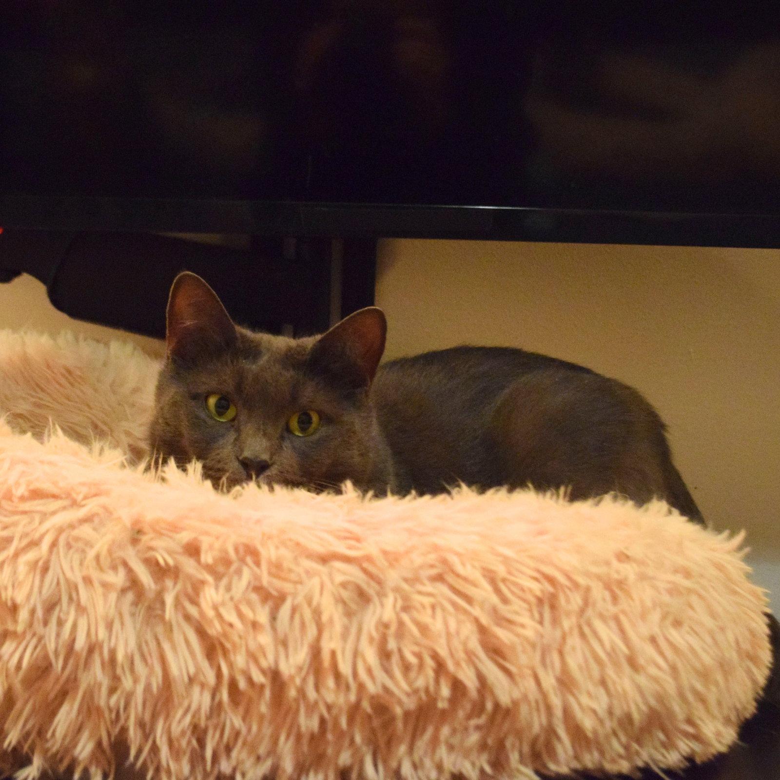 Enlarge Shiloh, a Adoptable Domestic Short Hair in Brooklyn, NY image 3/3