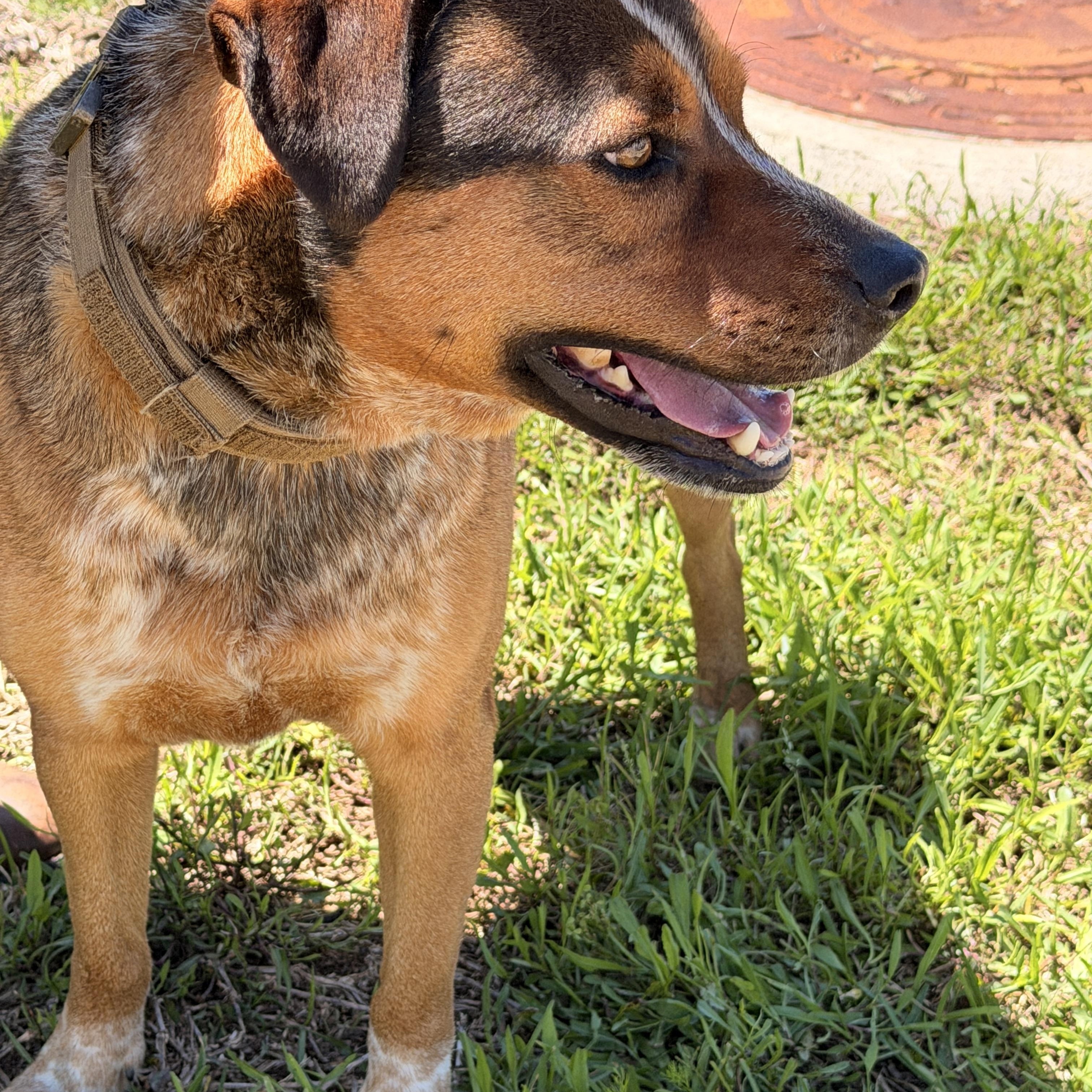 Buddy, a Adoptable mixed breed in Houston, TX image 5/6