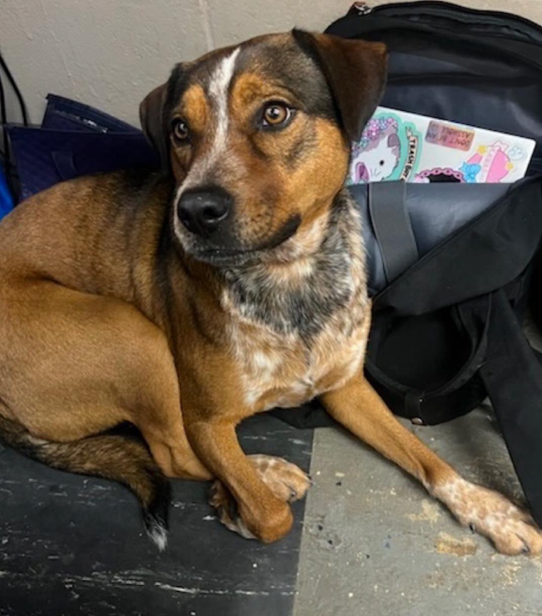 Buddy, Adoptable, Adult Male Mixed Breed.