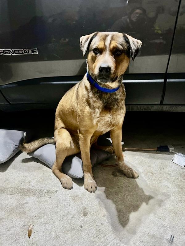 Enlarge Buddy, a Adoptable mixed breed in Houston, TX image 4/6