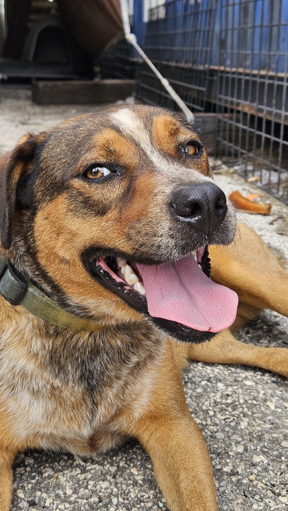 Enlarge Buddy, a Adoptable mixed breed in Houston, TX image 6/6