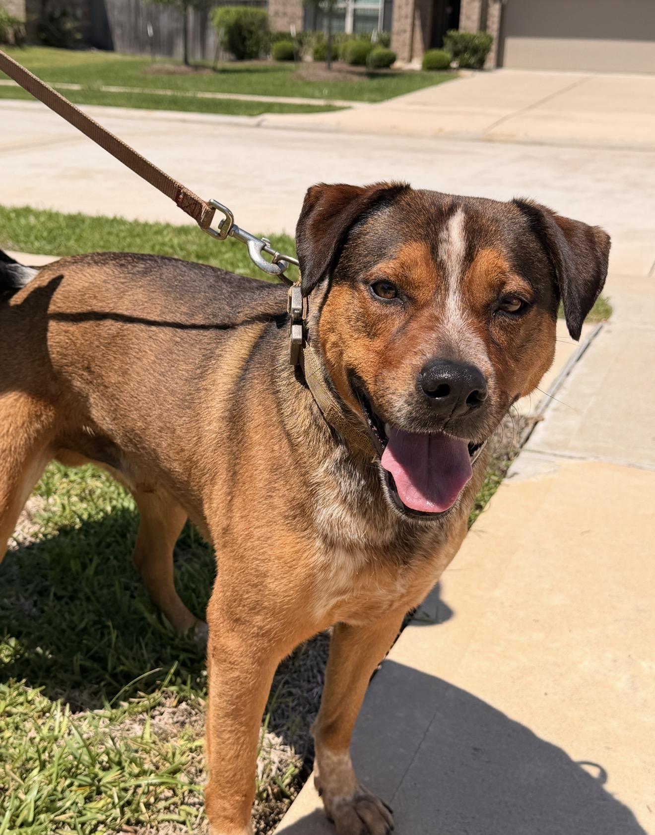 Buddy, Adoptable, Adult Male Mixed Breed.