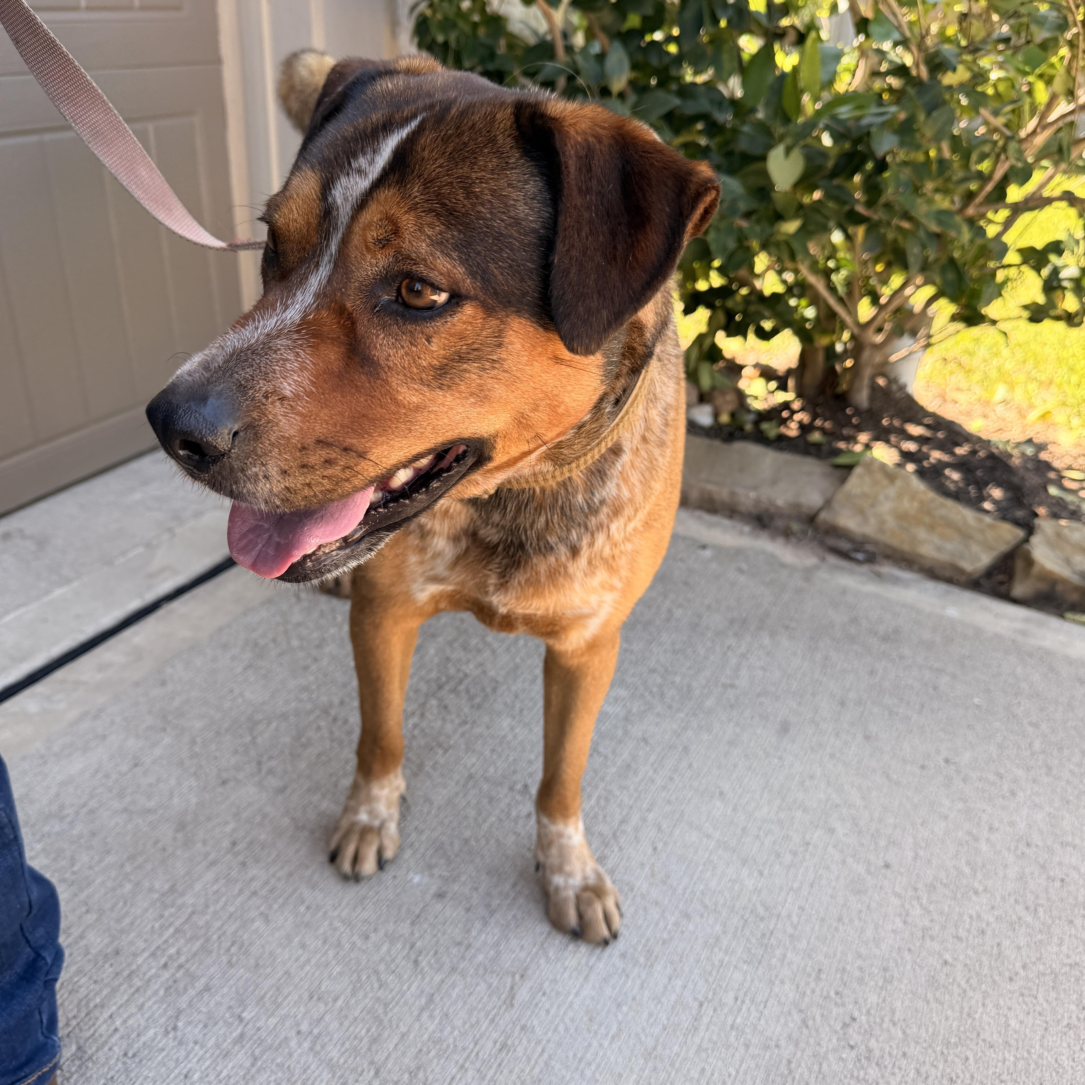 Buddy, a Adoptable mixed breed in Houston, TX image 6/6