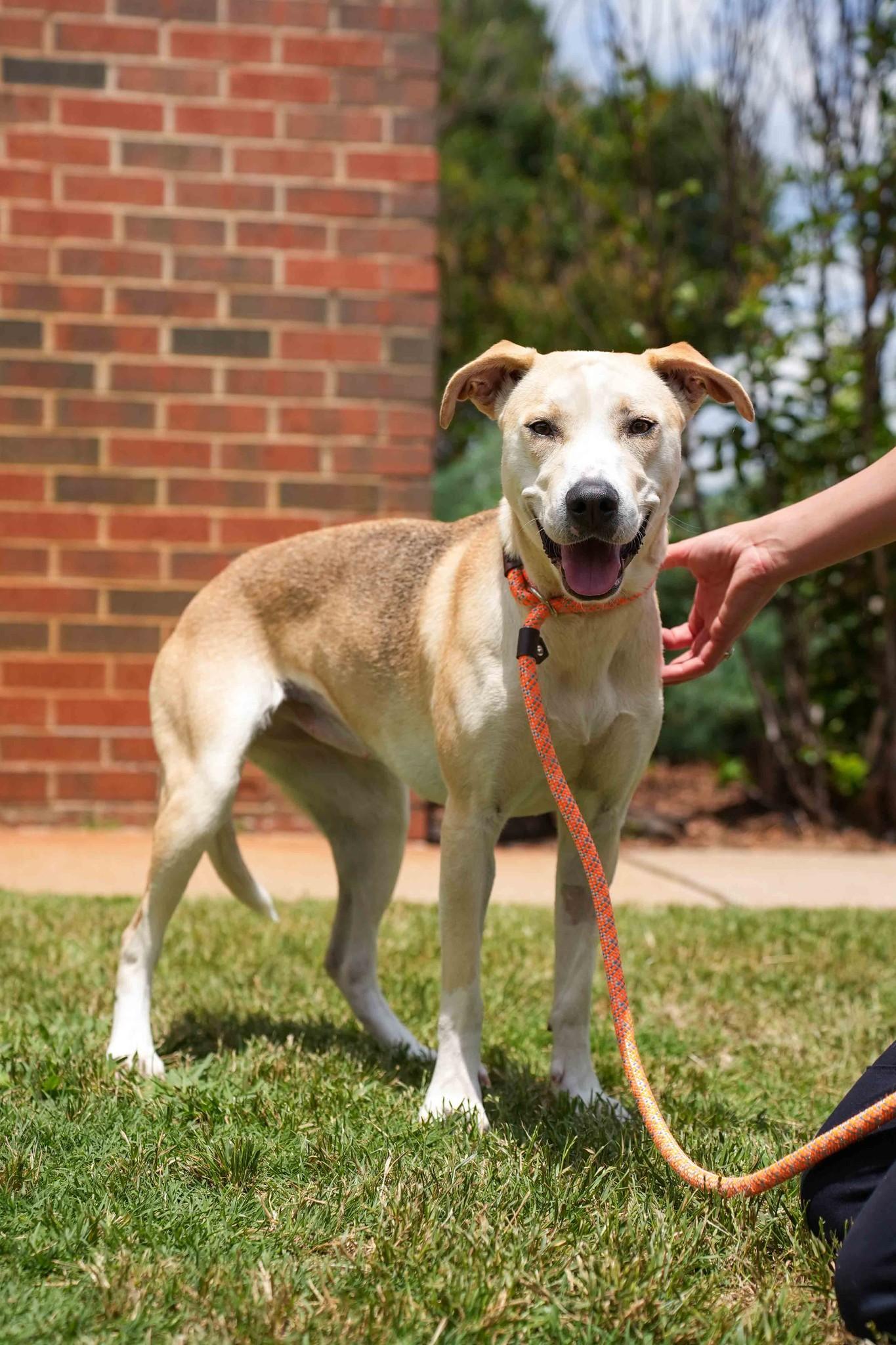 Tikki, ADOPTABLE, Young Female Labrador Retriever.