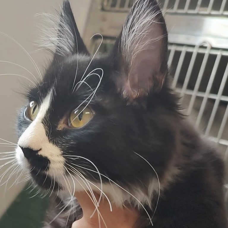 Salem