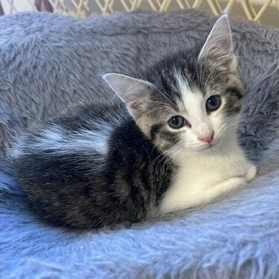 WAFFLE, an adoptable mixed breed in Wilmington, OH image 4/4