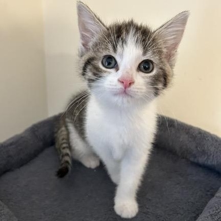 WAFFLE, an adoptable mixed breed in Wilmington, OH image 3/4