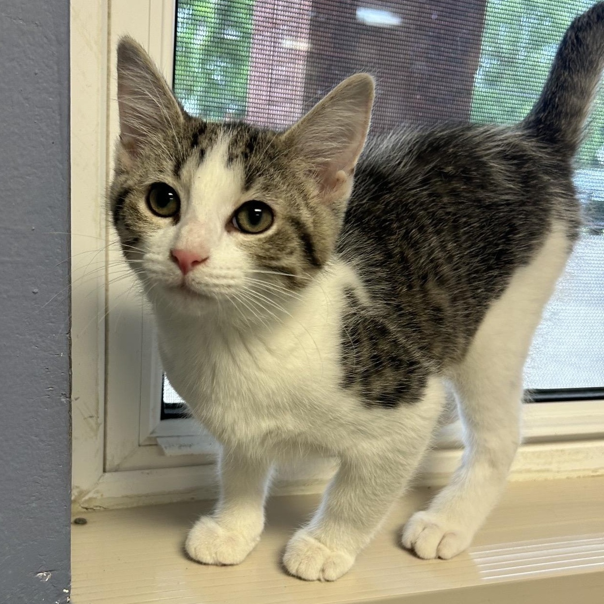 WAFFLE, adoptable, Kitten Male Domestic Short Hair & Domestic Medium Hair.