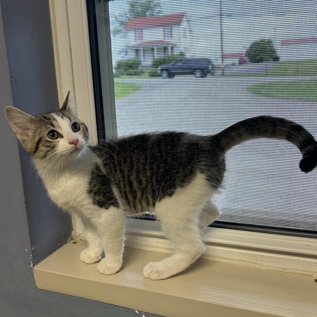 WAFFLE, an adoptable mixed breed in Wilmington, OH image 2/4
