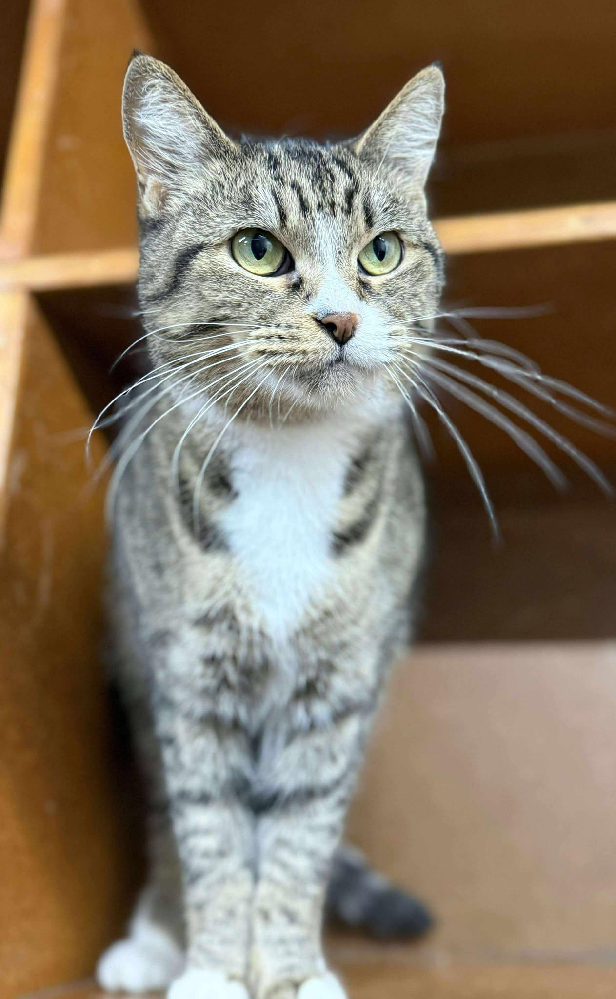 Willow — thumbnail 2