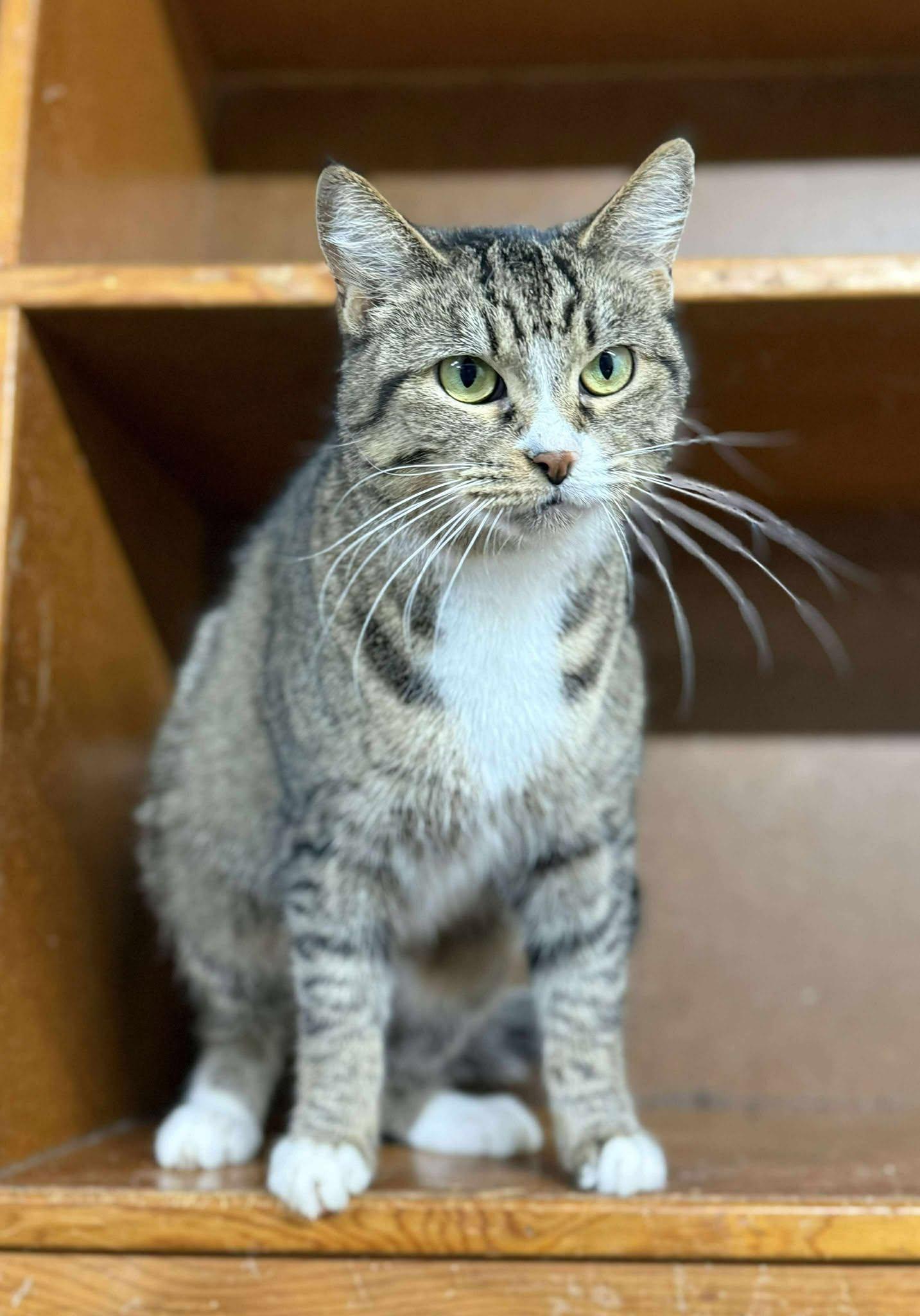 Willow — thumbnail 3