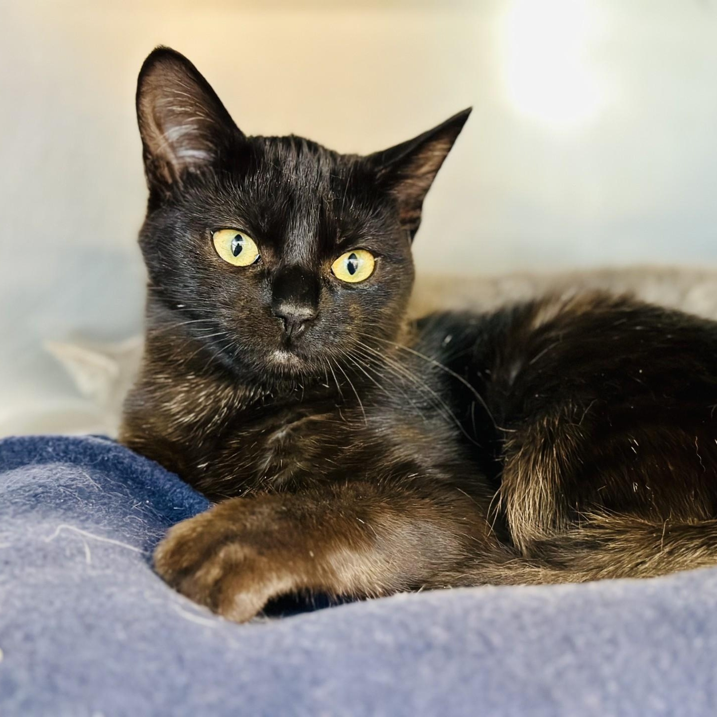 Enlarge Sparrow , a ADOPTABLE Domestic Short Hair in Jackson, NJ image 2/2