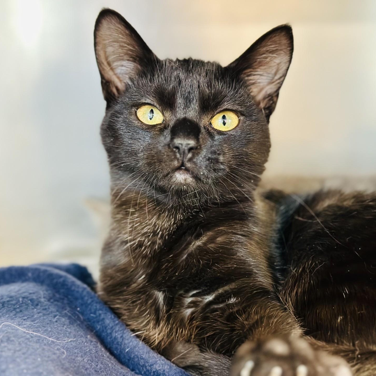 Sparrow , ADOPTABLE, Kitten Female Domestic Short Hair.