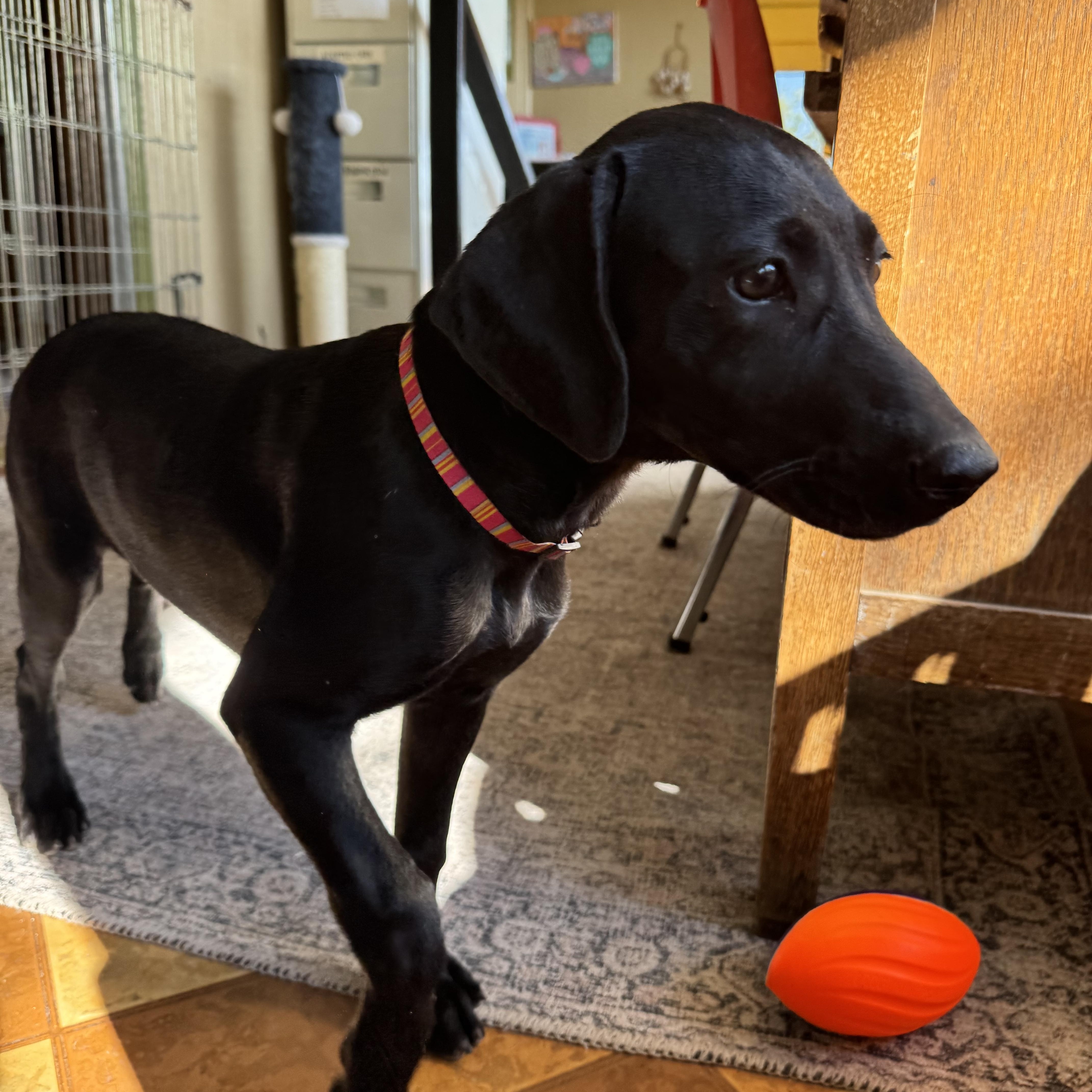 Enlarge Sage, a Adoptable mixed breed in Williamsburg, NM image 5/5