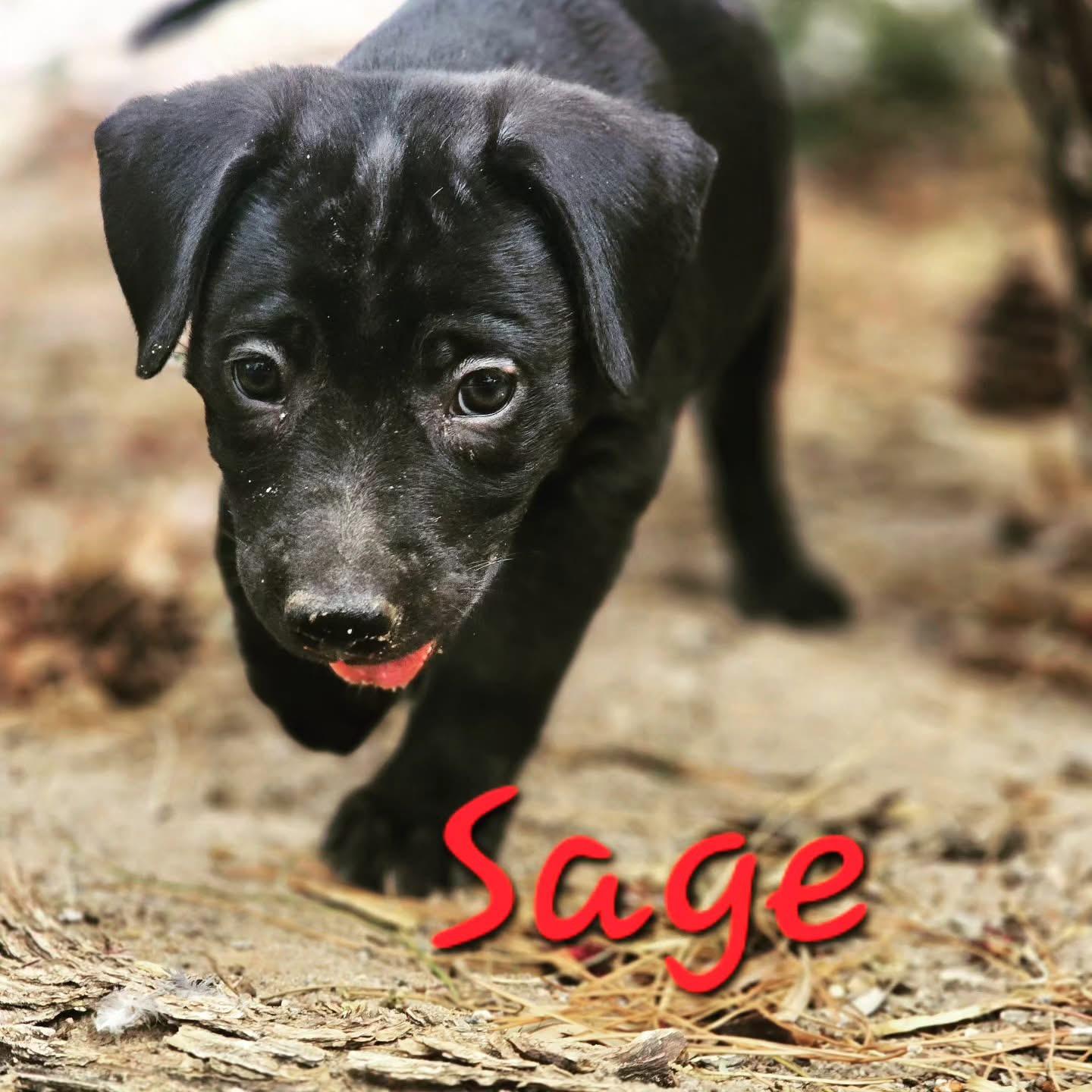 Enlarge Sage, Janet, Michael, Marie, a ADOPTABLE mixed breed in Williamsburg, NM image 3/3
