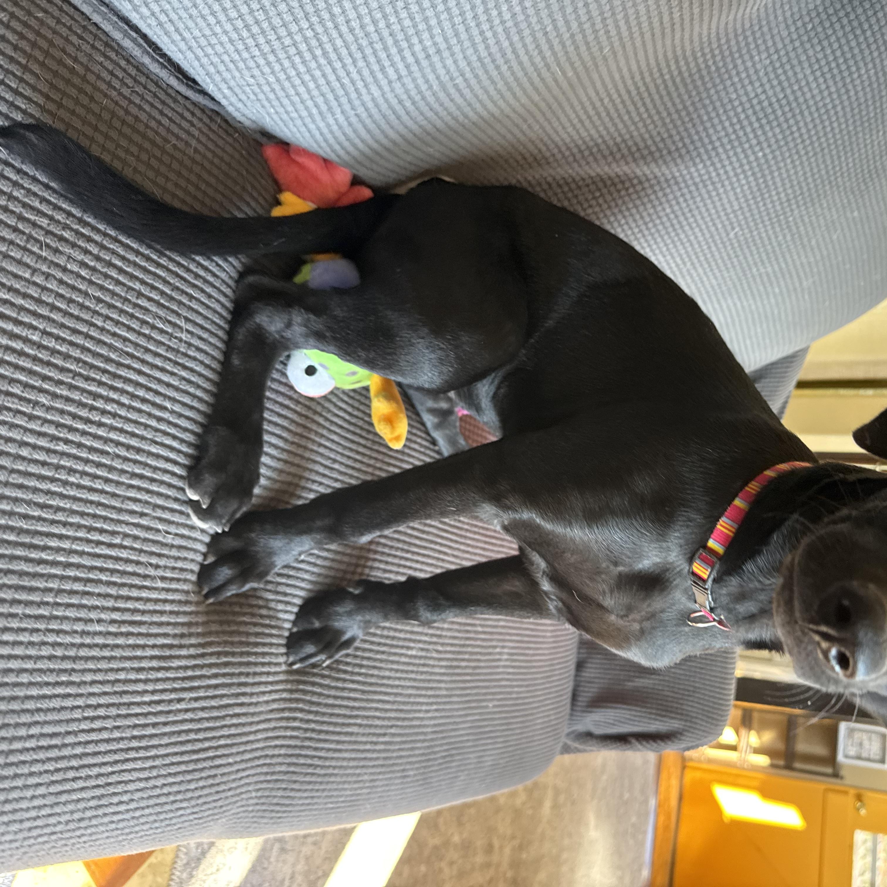 Enlarge Sage, a Adoptable mixed breed in Williamsburg, NM image 2/5