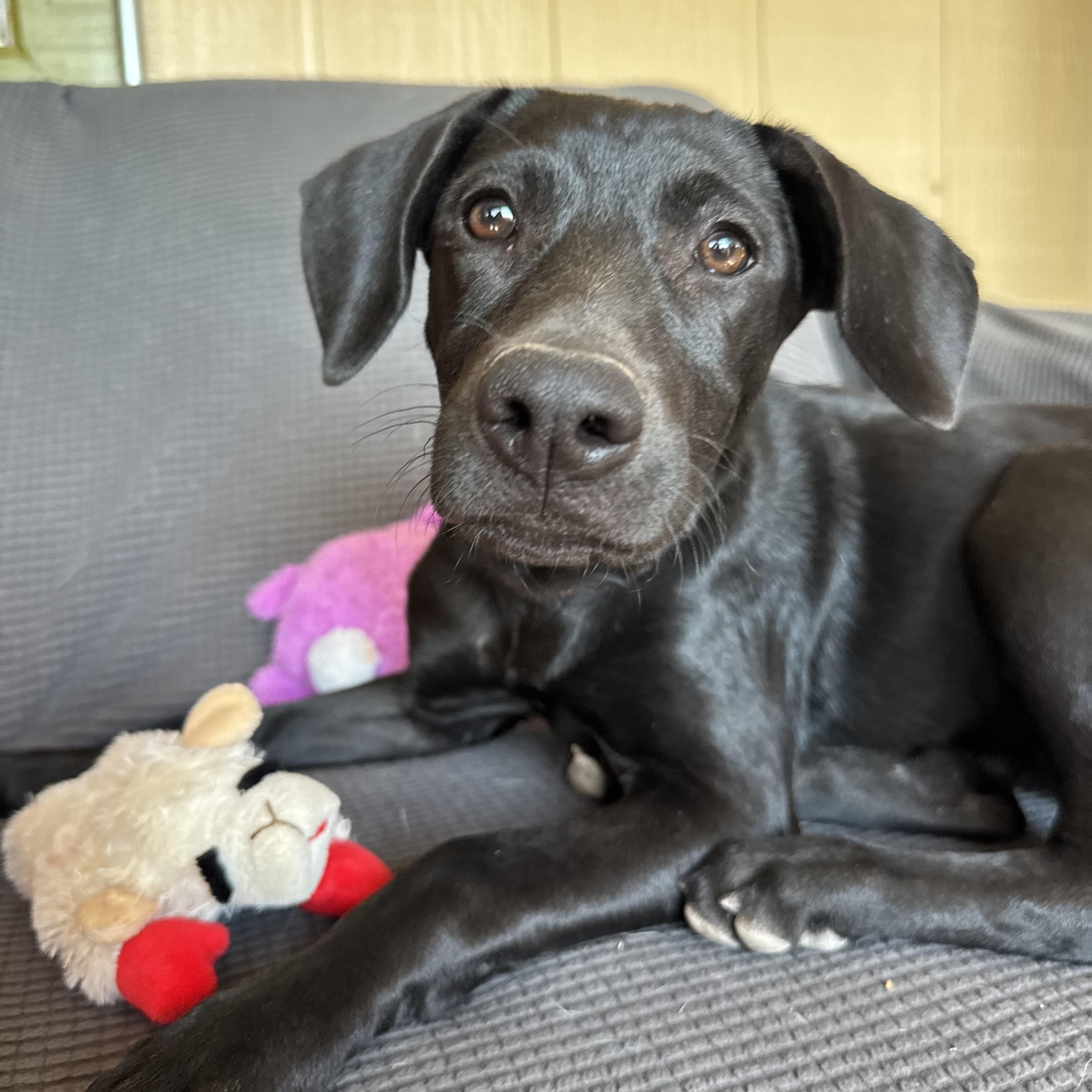 Sage, Adoptable, Puppy Female Labrador Retriever & German Shepherd Dog.