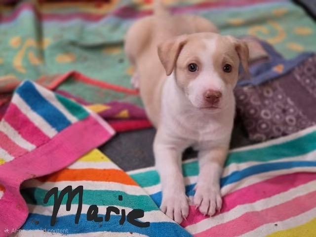 Enlarge Sage, Janet, Michael, Marie, a ADOPTABLE mixed breed in Williamsburg, NM image 2/3