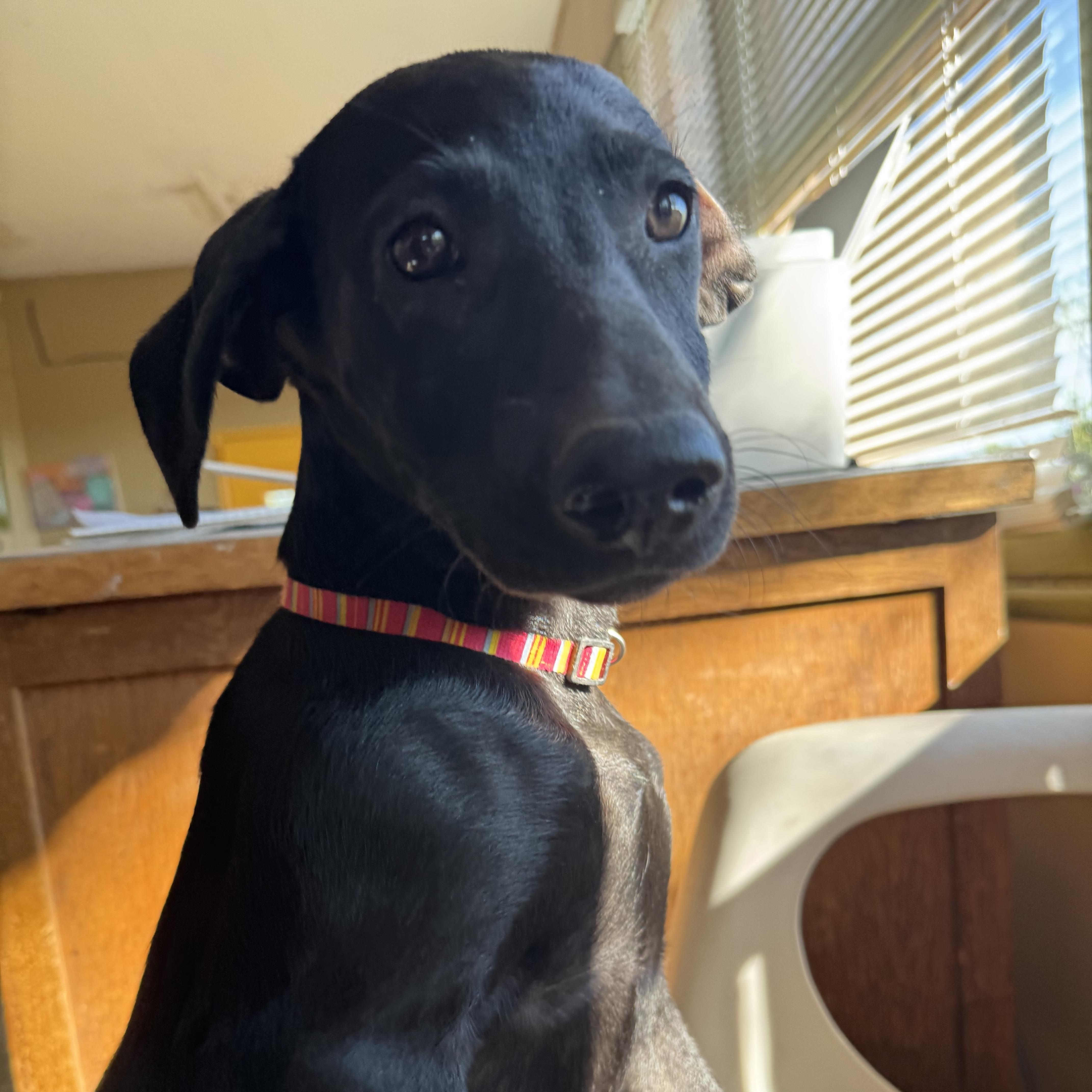 Enlarge Sage, a Adoptable mixed breed in Williamsburg, NM image 4/5