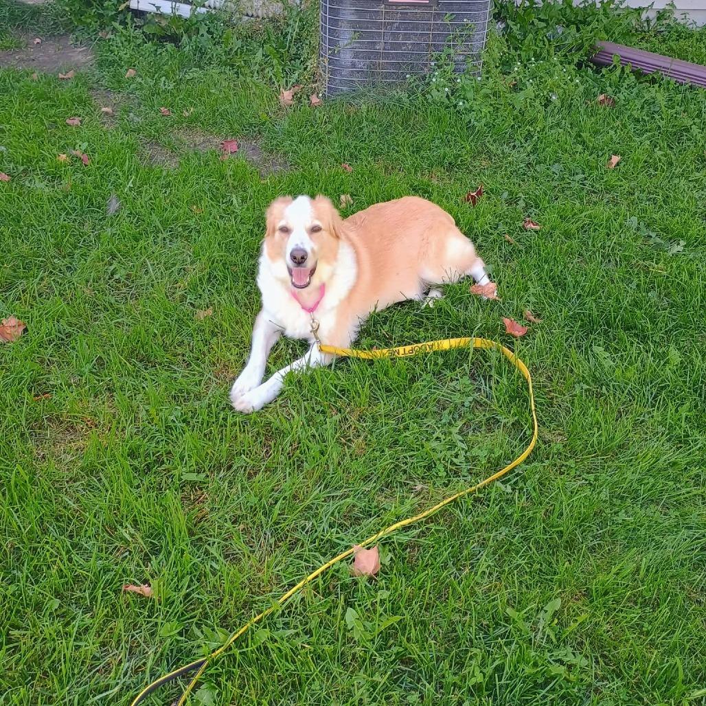 Zoey, Adoptable, Adult Female Australian Shepherd.