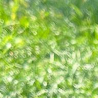 Zoey, Adoptable, Adult Female Australian Shepherd.