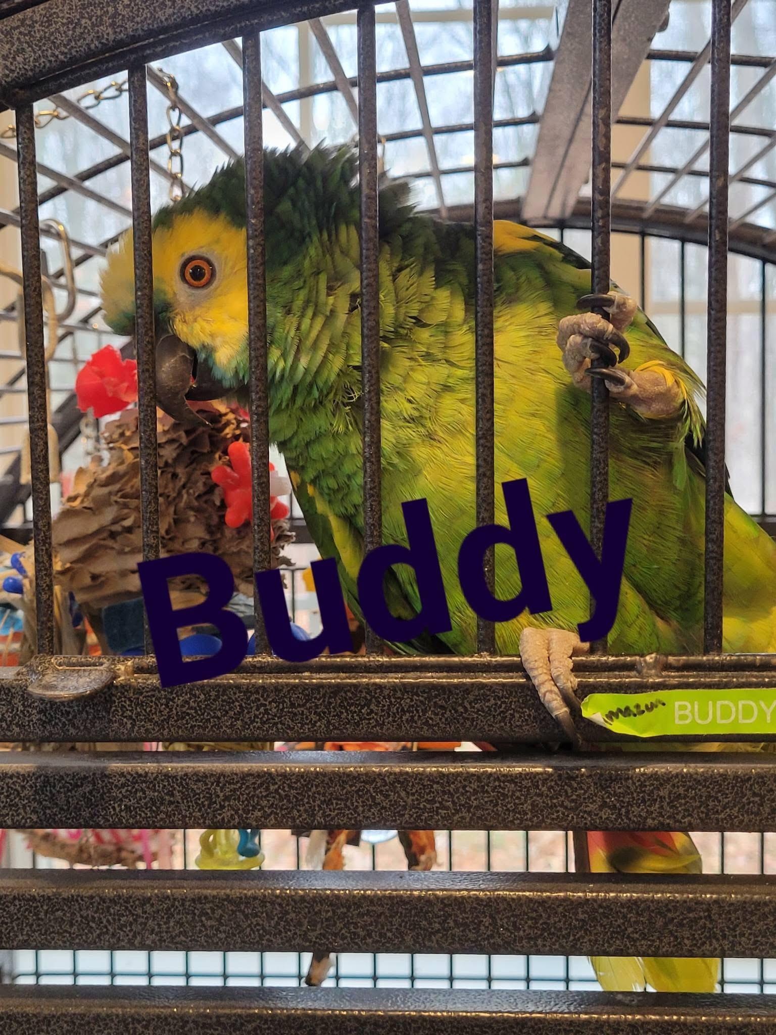 Enlarge Buddy, a ADOPTABLE Amazon in Blairstown, NJ image 1/1