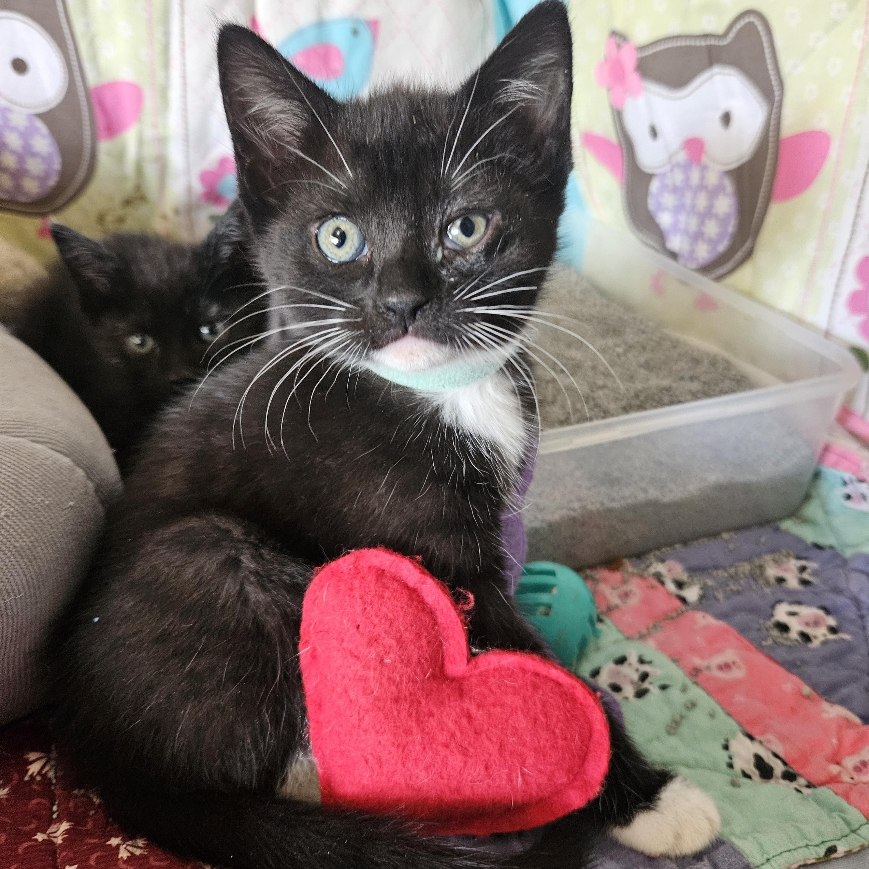 Rikki, adopted, Kitten Female Domestic Short Hair.