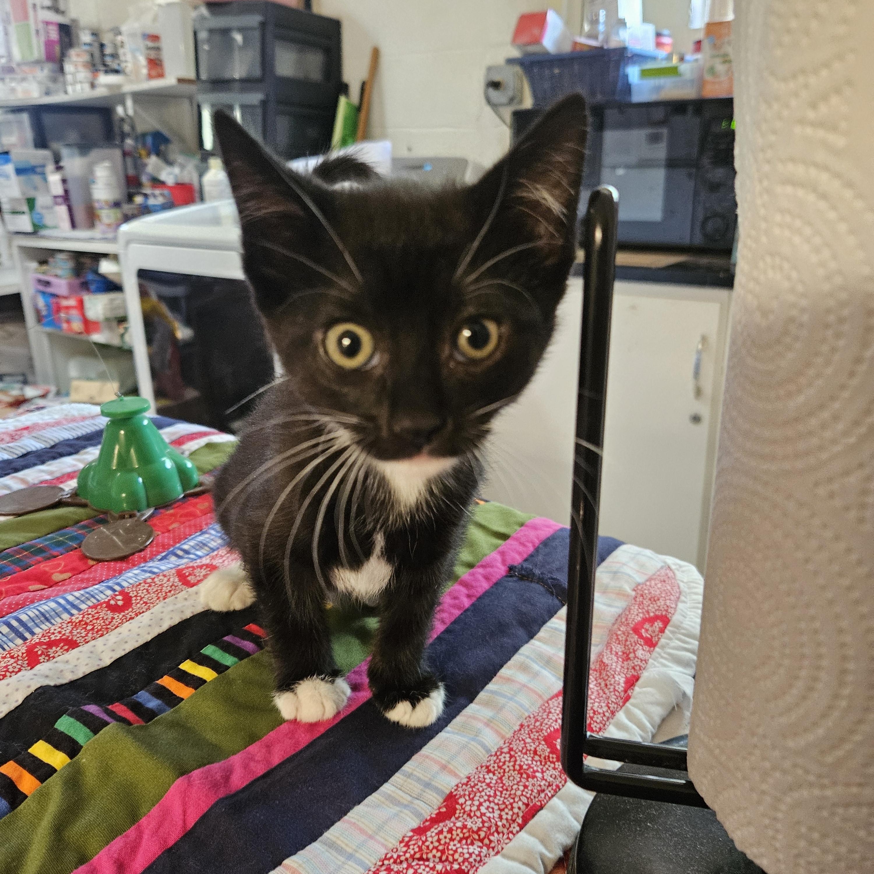 Enlarge Rikki, an adopted Domestic Short Hair in Alpine, TX image 2/2