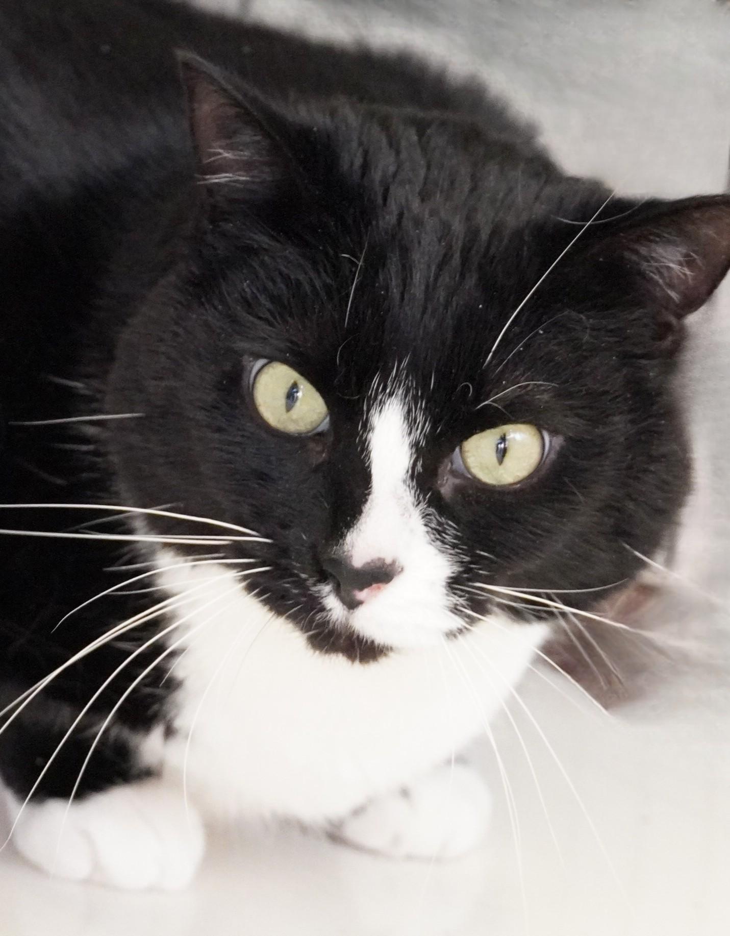 Enlarge Kraken, a ADOPTABLE Domestic Short Hair in Grants Pass, OR image 4/4