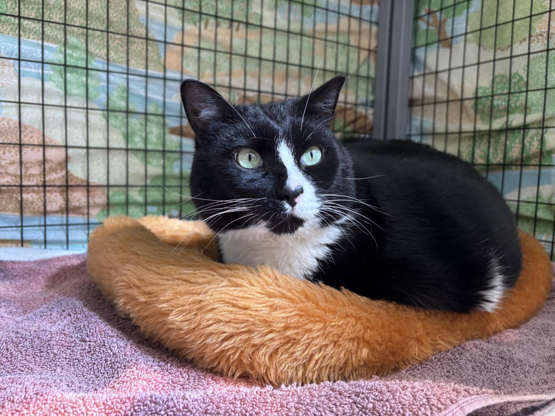 Enlarge Kraken, a ADOPTABLE Domestic Short Hair in Grants Pass, OR image 3/4