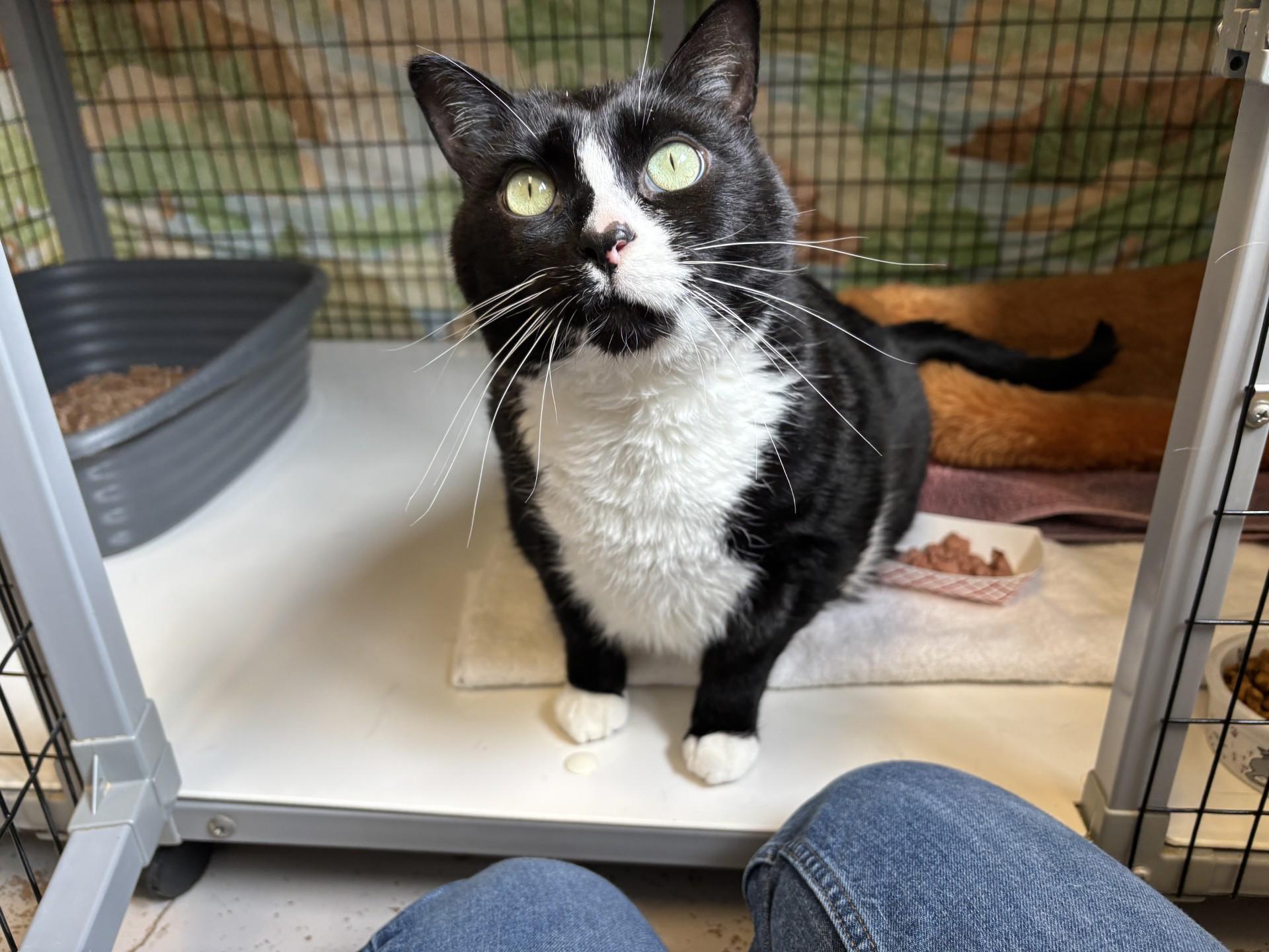 Enlarge Kraken, a ADOPTABLE Domestic Short Hair in Grants Pass, OR image 2/4