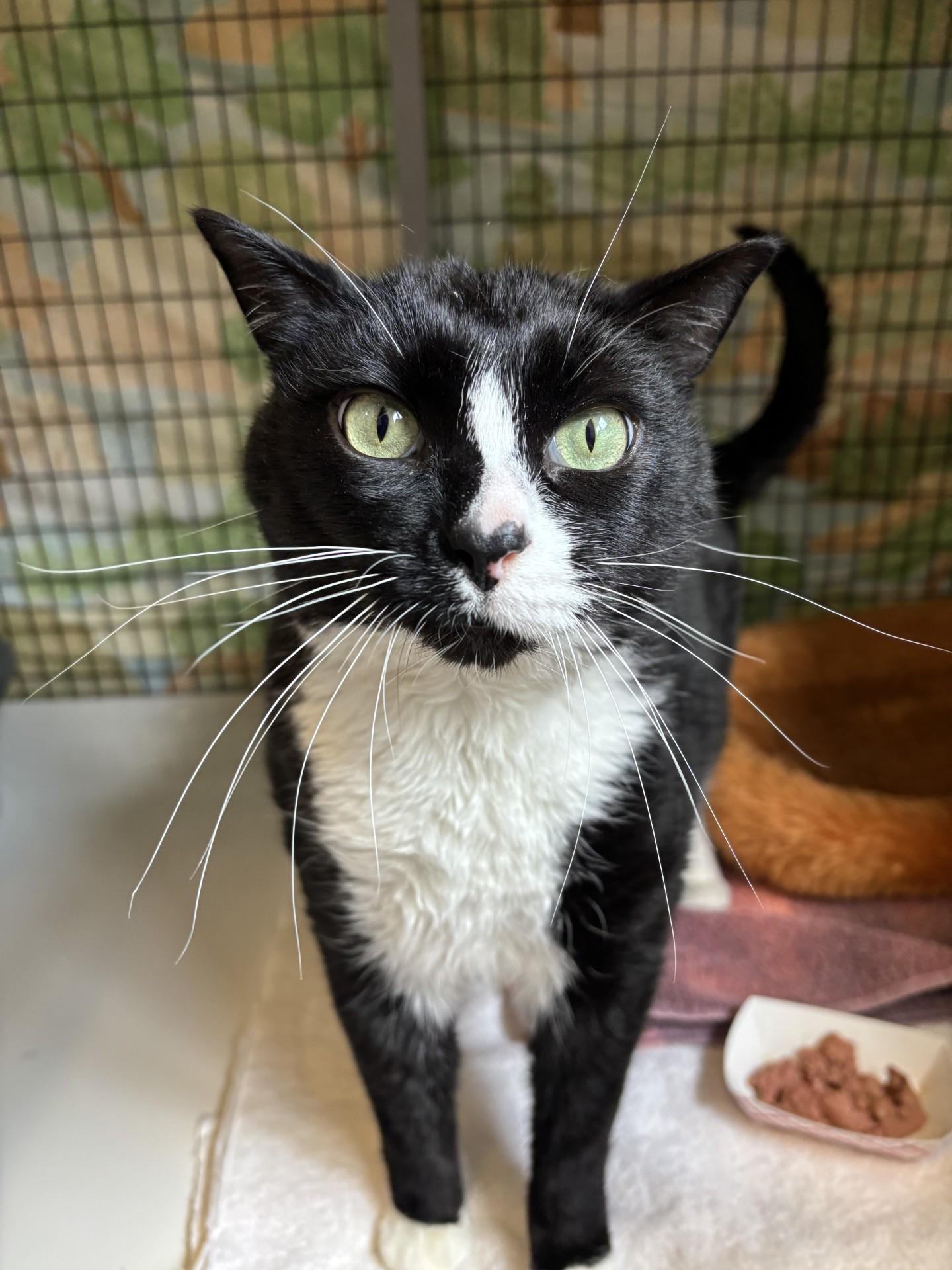 Enlarge Kraken, a ADOPTABLE Domestic Short Hair in Grants Pass, OR image 1/4