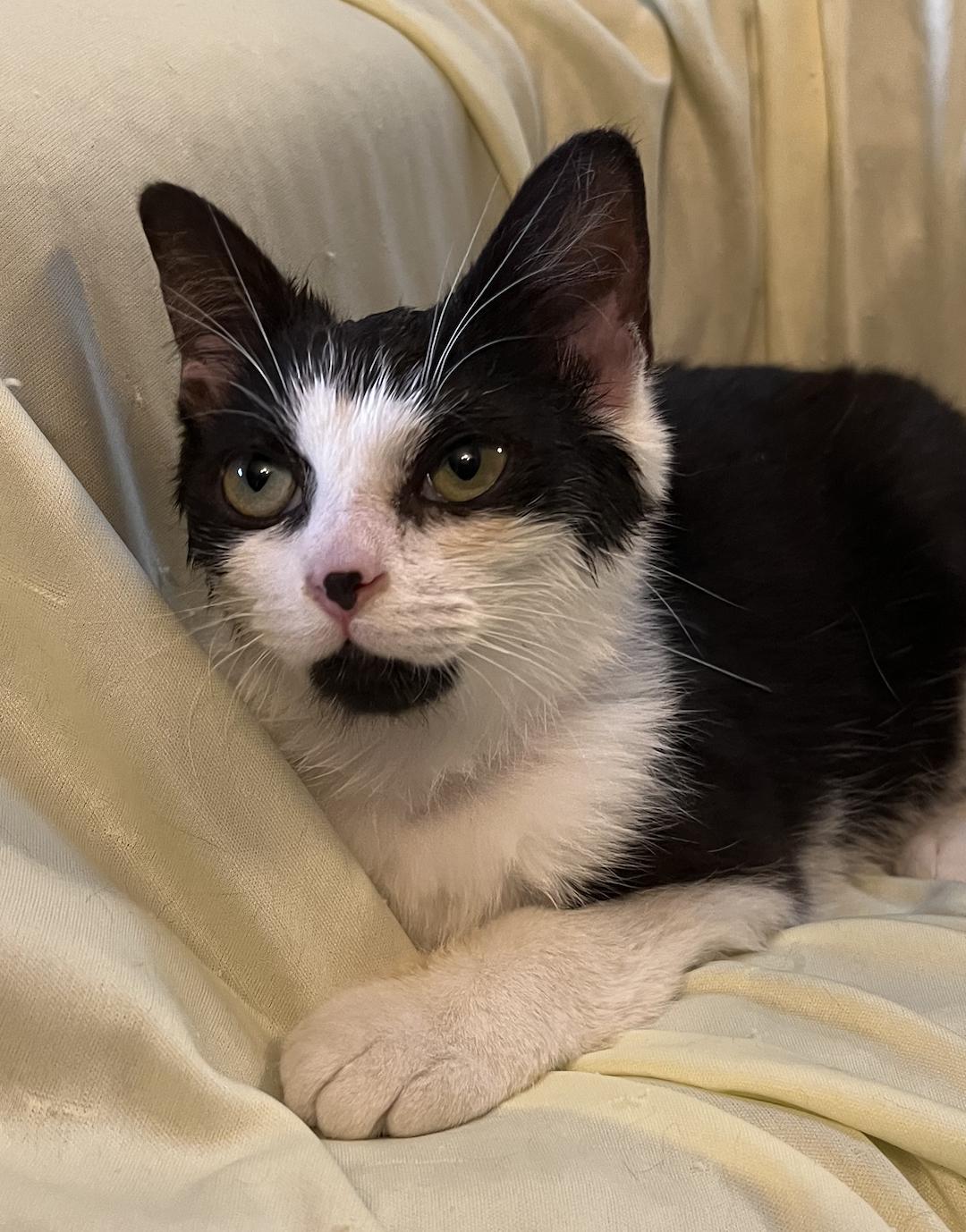 Banjo, a Adoptable Domestic Short Hair in Connelly Springs, NC image 2/4
