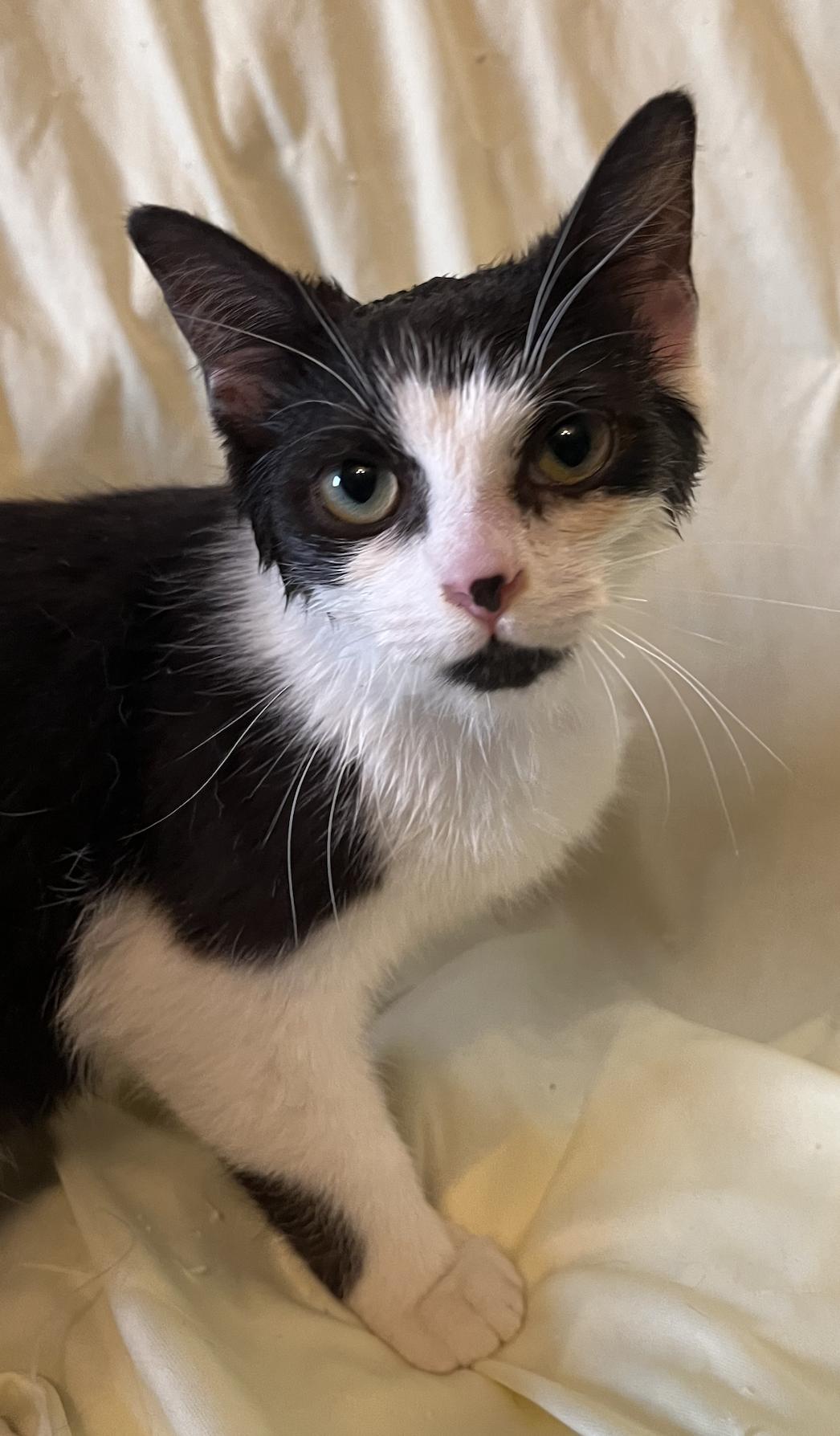 Banjo, a Adoptable Domestic Short Hair in Connelly Springs, NC image 1/4