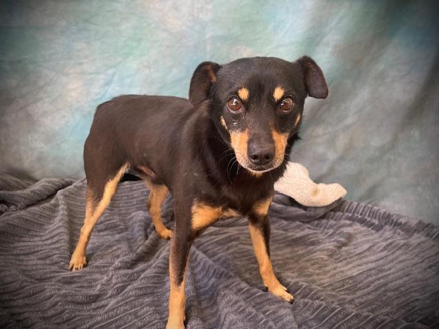 WINSTON, Adoptable, Adult Male Chihuahua.