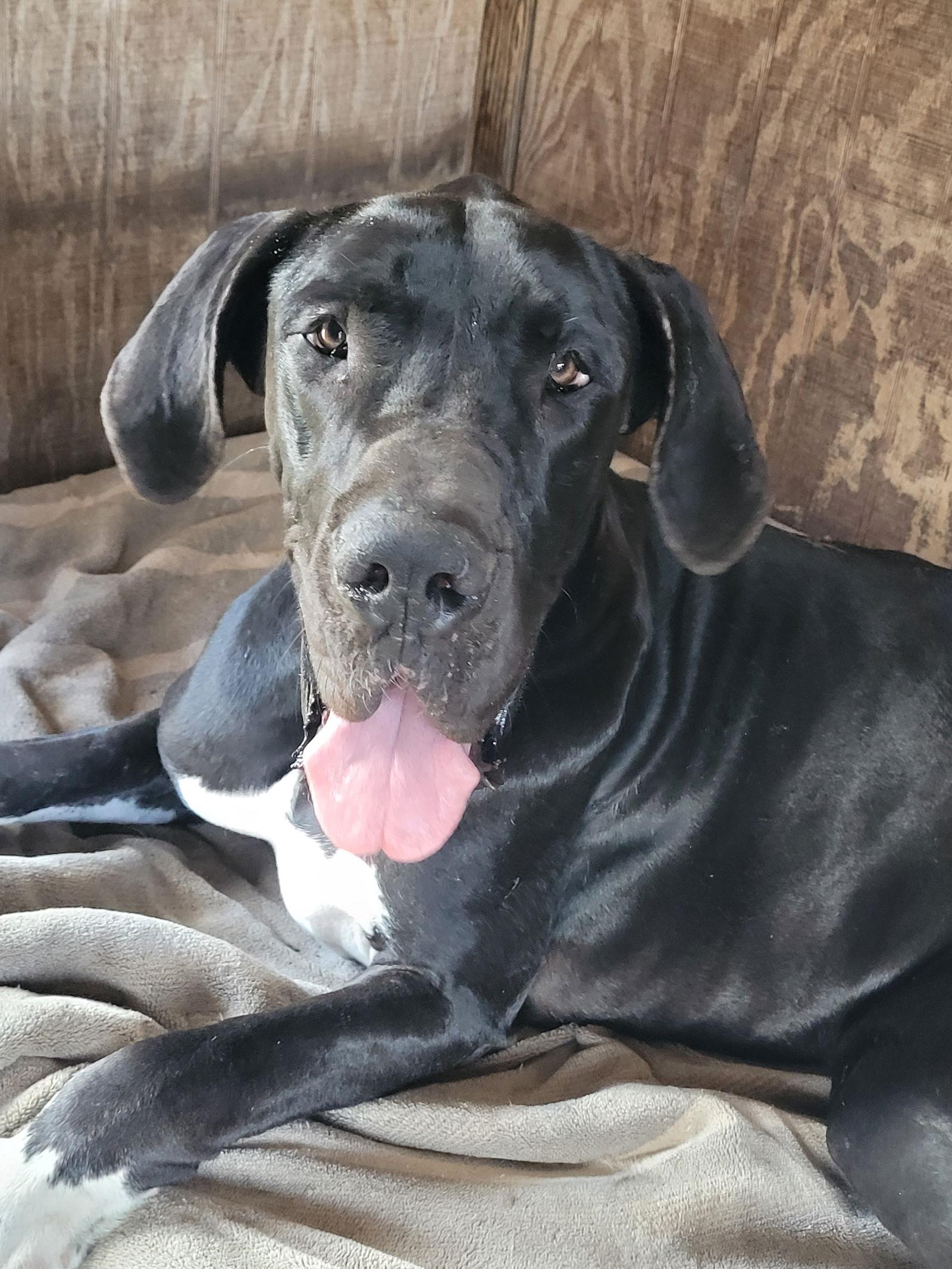 Enlarge Ben, a Adoptable Great Dane in Jupiter, FL image 1/3